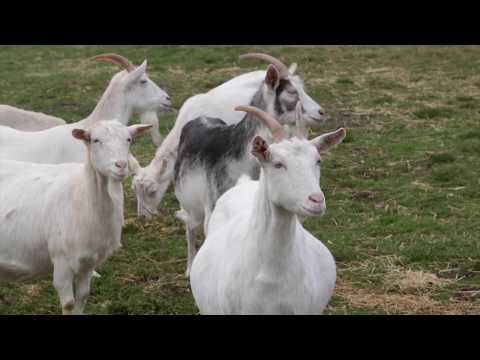 Reč struke ep. 169 12.04.2018. NAJAVA