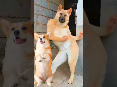 Funny Dog Dancing Video 😂 #dog #puppy #dogdance #puppydance