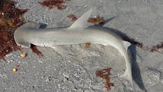 Livestream - BACK from Florida -TOMORROW AGA! Sneak Peek Of Vids To Come