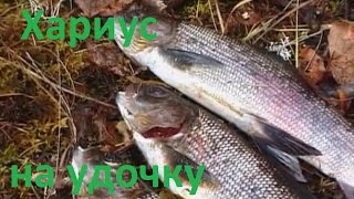 Календарь ловли хариуса в пределах красноярска