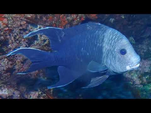 Facts: The Giant Damselfish