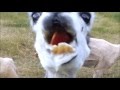 Crazy Llamas - YouTube