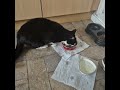 Angry Cat Takes My Cats Food