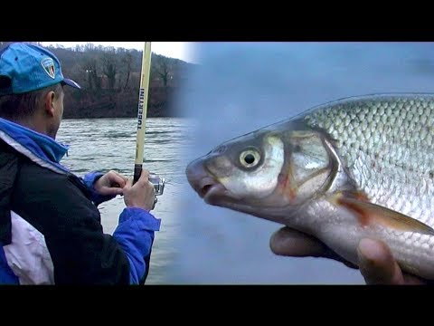 Pecanje skobalja na reci Drini