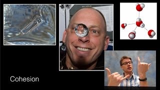 Water: A Polar Molecule
