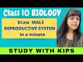 How to draw Male #Reproductive​ System Step by step for beginners ||Class 10th Science biology|