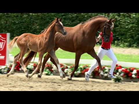 63 Dankenswert Hengst v. Dankeschön - Vitalis