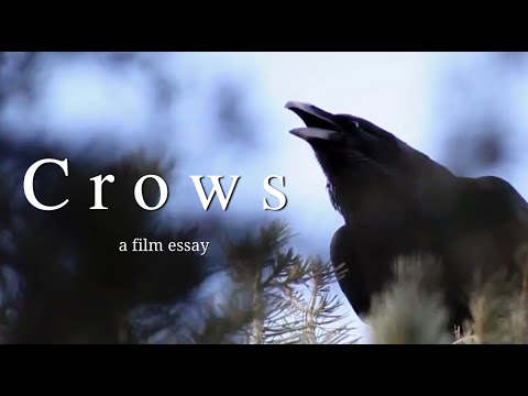 Crows - A film essay