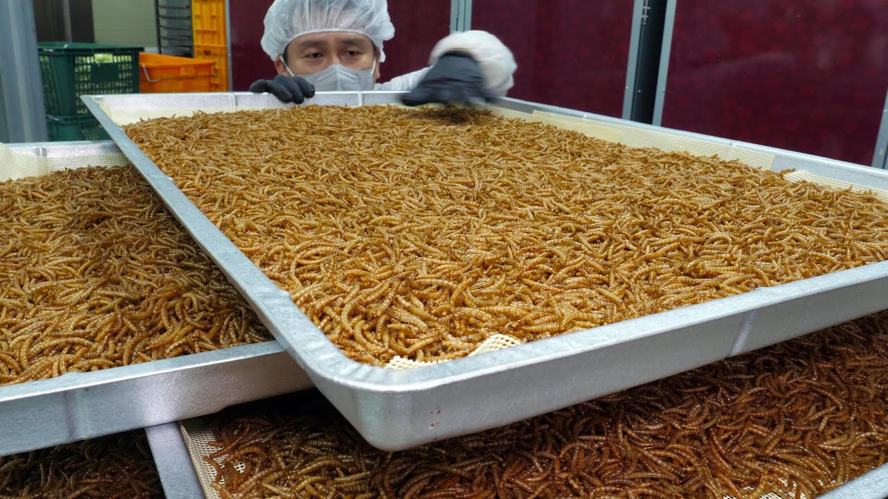 This is a protein thug! Future Food Edible Insect, Mealworm / Korean food factory