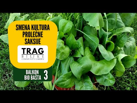 SPRING POT CULTURE CHANGE - BIO GARDEN BALCONY 3 (2021) [TRACE OF THE PLANT]