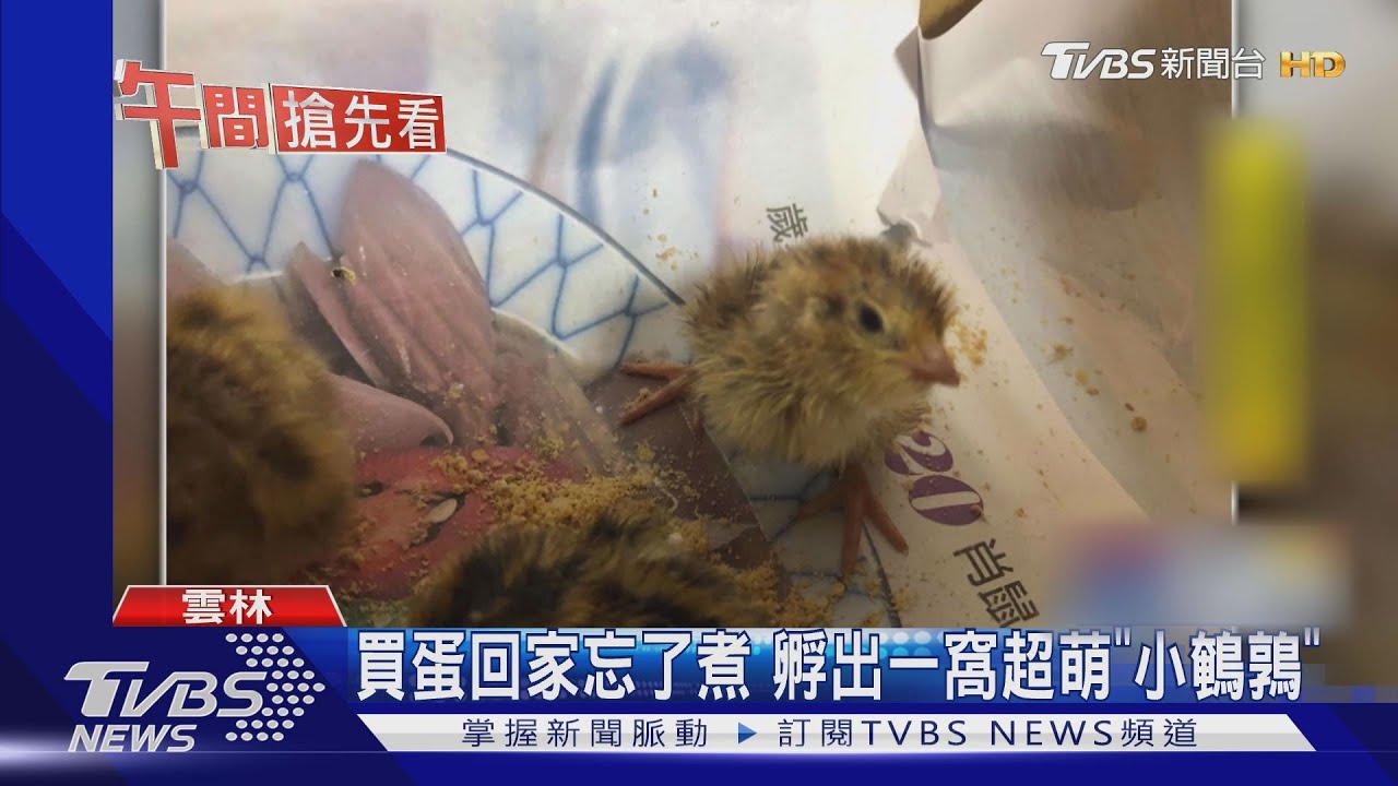 買蛋回家忘了煮　孵出一窩超萌「小鵪鶉」
