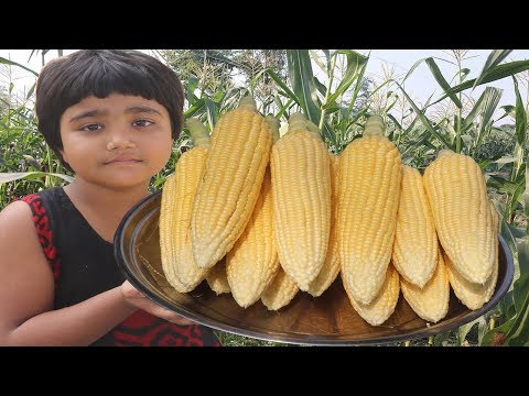 Sweet Corn Masala Recipe Harvesting Sweet Corn & Tasty Crispy Corn Cooking Farm Fresh Sweet Corn Fry Video