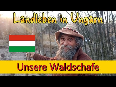 Our forest sheep, rural life in Hungary