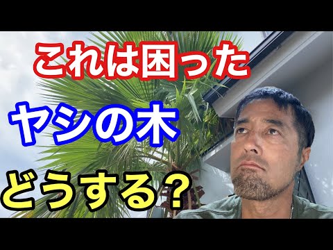 最高の屋内ヤシの木 トピックス