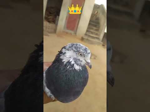 HR23 from haryana tohana city ek shonk kabutar 🕊️ bazi da