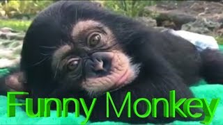 Download lagu Video Lucu Banget Monyet Bikin Ngakak mp3