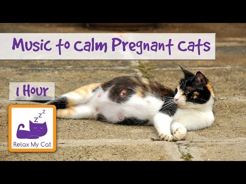 Calming, Soothing Music for Pregnant Cats, Relaxation Music for Cats! 🐱 #PREGNANT01