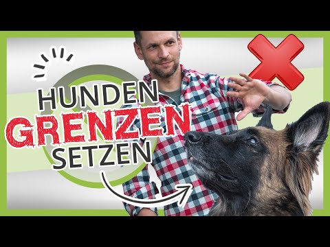 So versteht dein Hund dich wirklich [Hunden GRENZEN setzen]
