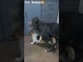 Male Dog And Female Cat Mating