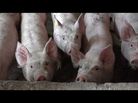 Naša priča ep.149 29.06.2018.  Svinjarstvo - selo Putinci, Ruma