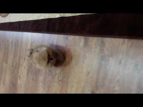 Pomeranuli shpici torpedo