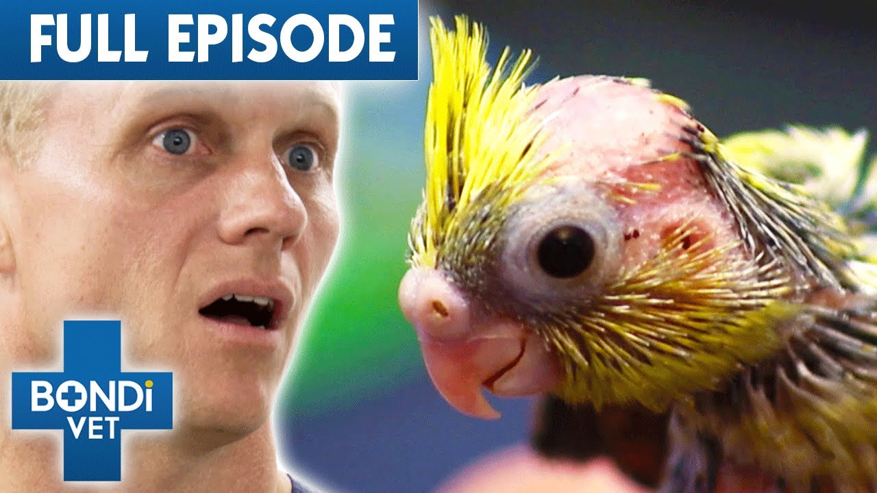 Jaw Dropping Animal Before and Afters! 🤯 | Bondi Vet Compilation | Bondi Vet