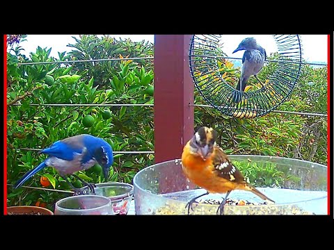 Black-Headed Grosbeaks Share Dinner With Scrub-Jays And Hooded Orioles