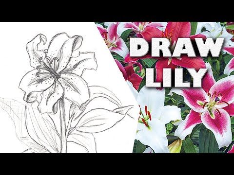 HOW TO DRAW ORIENTAL LILY