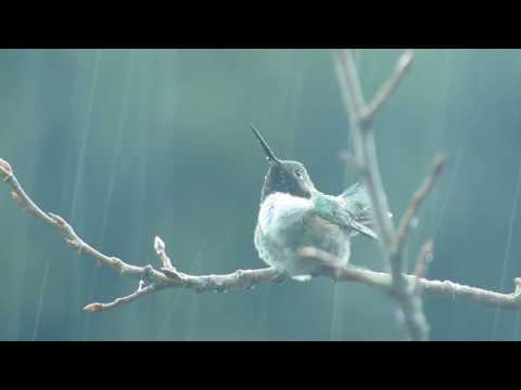 Broad tailed hummingbird shower in the rain.