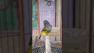 Download lagu Suara masteran burung sikatan kepala abu mp3 Download lagu Suara masteran burung sikatan kepala abu mp3