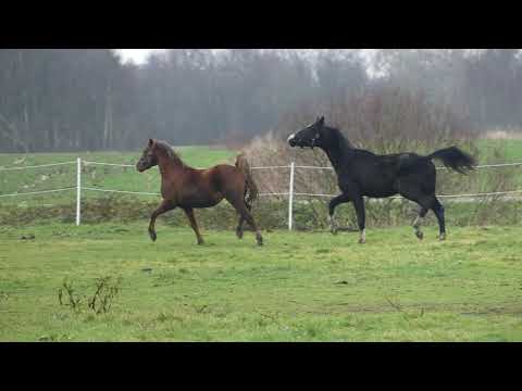 Hengst von Libertad/Hengst von Dating AT  FOR SALE