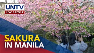 50 Palawan Cherry Blossoms, itinanim sa Intramuros sa Maynila