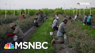 The Real Reason Grocery Shelves Are Empty | All In | MSNBC