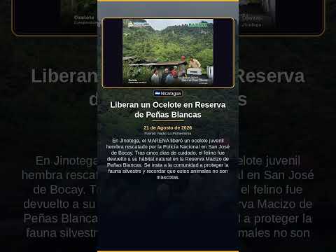 Liberan un Ocelote en Reserva de Peñas Blancas