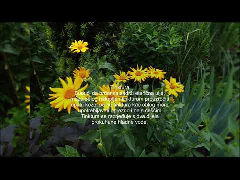 Brđanka za zacjeljivanje rana, žuč, reumu, želudac, kao oblog