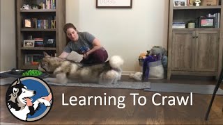 Teaching Your Dog How To Crawl For Fun And Fitness