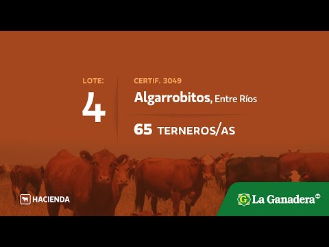 Lote Terneros/as en Algarrobito