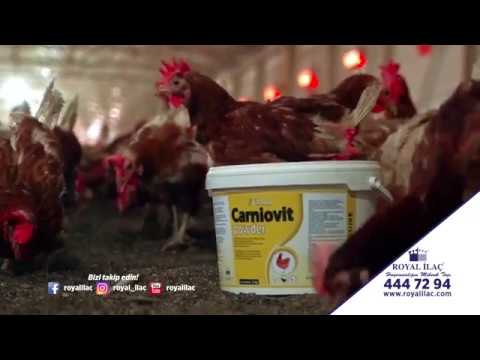 , title : 'Tavuklarda enfeksiyon sonrası direnci arttıran B kompleks vitamin CARNIOVIT POWDER / Royal İlaç'