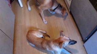 blondy und marlon warten aufs essen  kleine Pfoten e.V.