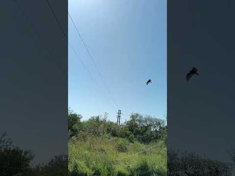 Parque del Paso del Cufré , #ParqueDelPasoDelCufré #Buitres , dpto. Colonia 🇺🇾 .