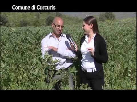 Curcuris Agricoltura 1 F8 1Mbps