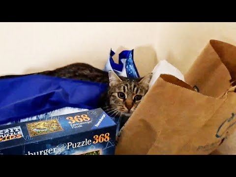 Crazy cat attack | #twitch | JESSAMESA