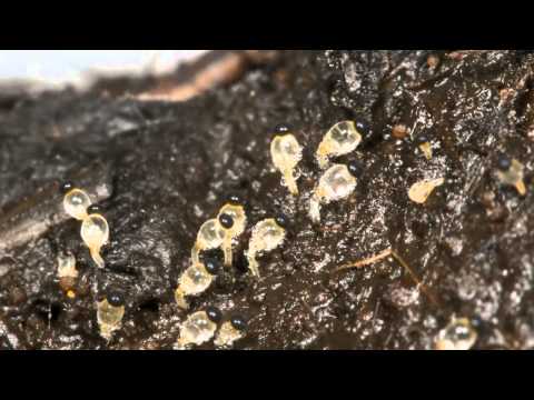 Pilobolus the Hat-tossing Fungus