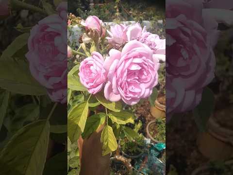 Let's see what are the flowers in my garden on Wednesday. Happy to see the beautiful flowers#shorts.