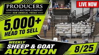 Producers Livestock Auction Company | Massive 5,000+ Head Sheep & Goat Sale — 8/25/26