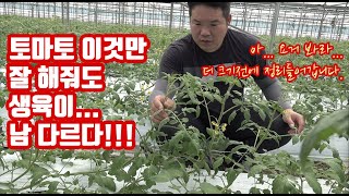 토마토 이것 관리만 잘해도 세력 관리가 한결 수월해!! 그거나 이것도 하는 방법이 있다!!! 토마토 기초 교…
