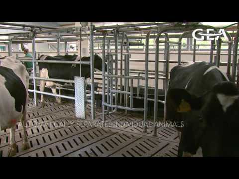 GEA Dairy Farming - GEA AutoSelect selection gate