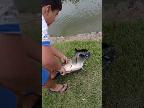 Caranha do parque do lago Vianópolis GO