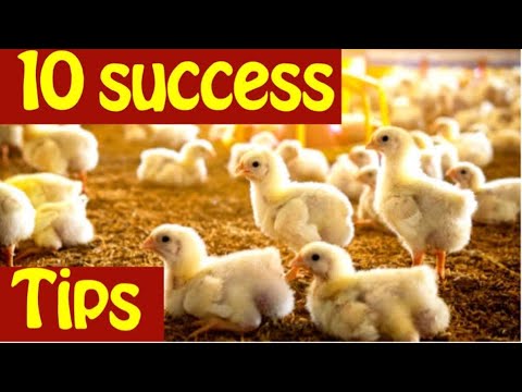 My Top 10 Success Tips For Growing Fresh Organic Profitable Broilers