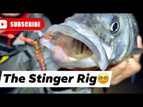 BASS FISHING-SERIES-THE STINGER RIG